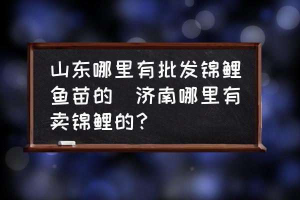山東哪里有批發(fā)錦鯉魚苗的(濟南哪里有賣錦鯉的？)