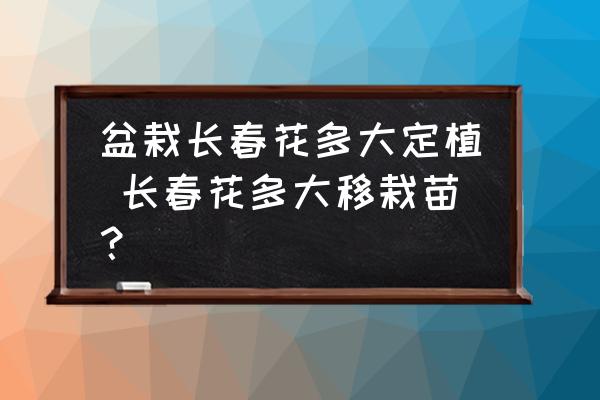盆栽長春花多大定植 長春花多大移栽苗？