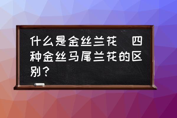 什么是金絲蘭花(四種金絲馬尾蘭花的區(qū)別？)