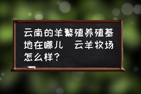 云南的羊繁殖養(yǎng)殖基地在哪兒(云羊牧場怎么樣？)