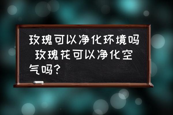 玫瑰可以凈化環(huán)境嗎 玫瑰花可以凈化空氣嗎？