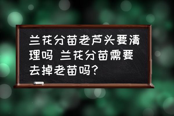 蘭花分苗老蘆頭要清理嗎 蘭花分苗需要去掉老苗嗎？
