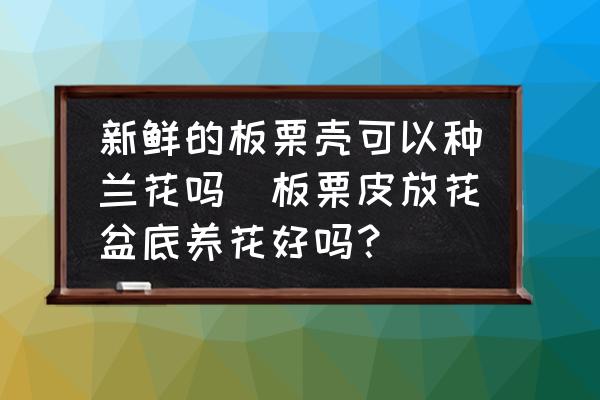新鮮的板栗殼可以種蘭花嗎(板栗皮放花盆底養(yǎng)花好嗎？)