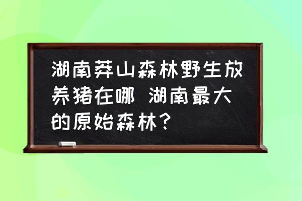 湖南莽山森林野生放養(yǎng)豬在哪 湖南最大的原始森林？