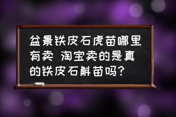 盆景鐵皮石虎苗哪里有賣 淘寶賣的是真的鐵皮石斛苗嗎？