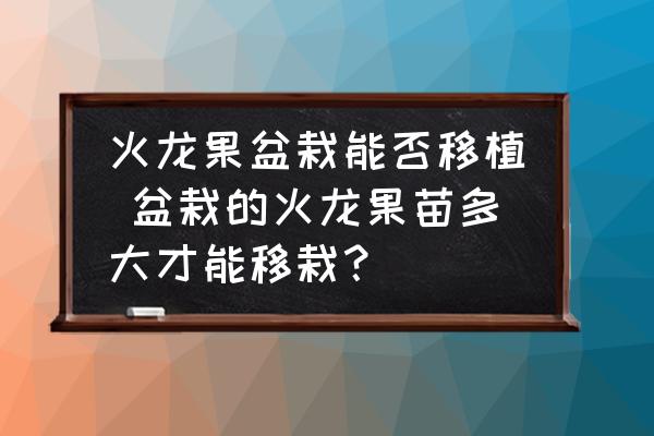 火龍果盆栽能否移植 盆栽的火龍果苗多大才能移栽？