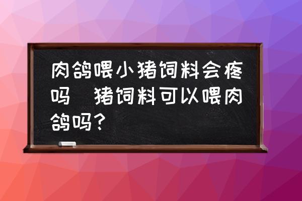肉鴿喂小豬飼料會(huì)疼嗎(豬飼料可以喂肉鴿嗎？)