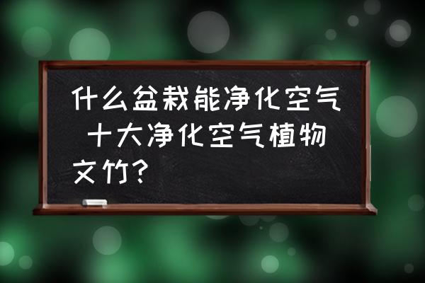 什么盆栽能凈化空氣 十大凈化空氣植物文竹？