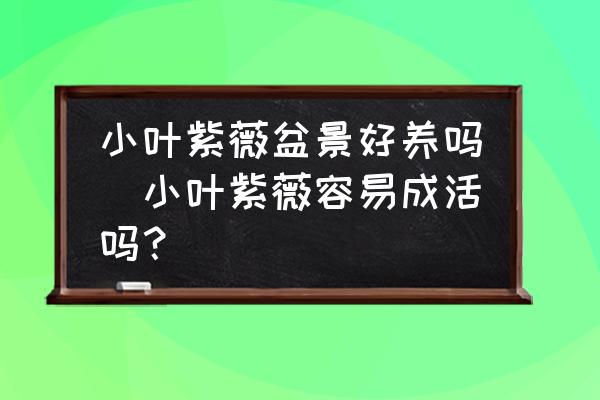 小葉紫薇盆景好養(yǎng)嗎(小葉紫薇容易成活嗎？)