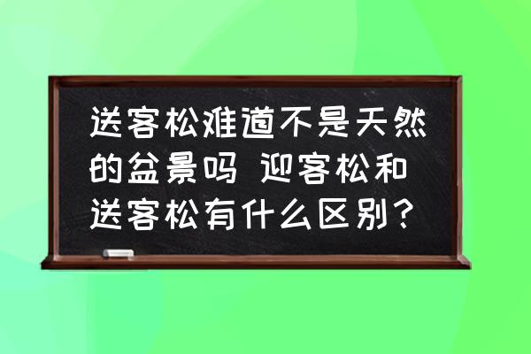 送客松難道不是天然的盆景嗎 迎客松和送客松有什么區(qū)別？