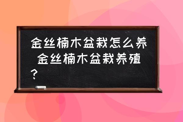 金絲楠木盆栽怎么養(yǎng) 金絲楠木盆栽養(yǎng)殖？