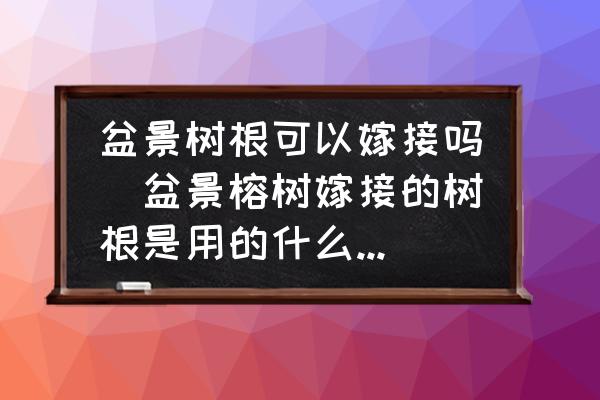 盆景樹根可以嫁接嗎(盆景榕樹嫁接的樹根是用的什么樹種？)