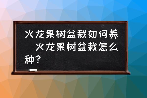 火龍果樹盆栽如何養(yǎng)(火龍果樹盆栽怎么種？)