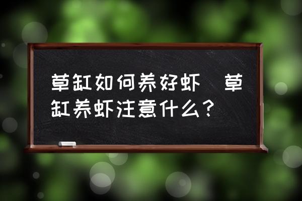 草缸如何養(yǎng)好蝦(草缸養(yǎng)蝦注意什么？)
