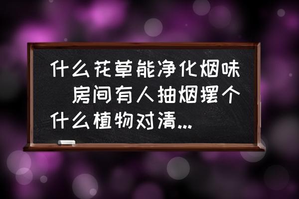 什么花草能凈化煙味(房間有人抽煙擺個(gè)什么植物對清除煙味有好處啊？)