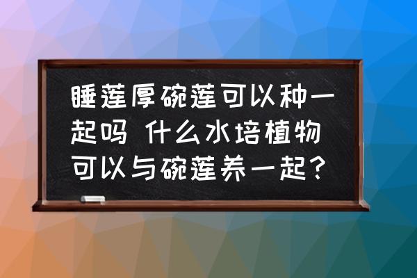 睡蓮厚碗蓮可以種一起嗎 什么水培植物可以與碗蓮養(yǎng)一起？