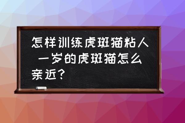 怎樣訓(xùn)練虎斑貓粘人 一歲的虎斑貓?jiān)趺从H近？
