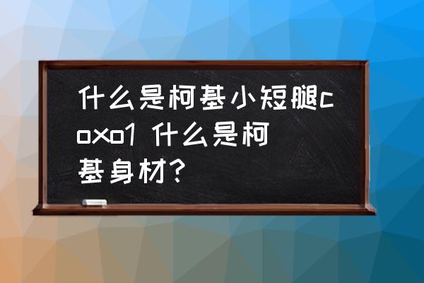 什么是柯基小短腿coxo1 什么是柯基身材？
