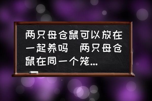 兩只母?jìng)}鼠可以放在一起養(yǎng)嗎(兩只母?jìng)}鼠在同一個(gè)籠子，會(huì)打架嗎？)