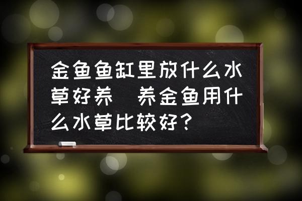 金魚魚缸里放什么水草好養(yǎng)(養(yǎng)金魚用什么水草比較好？)