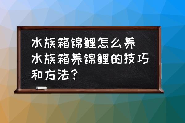 水族箱錦鯉怎么養(yǎng)(水族箱養(yǎng)錦鯉的技巧和方法？)