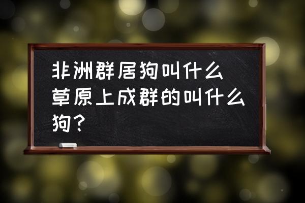 非洲群居狗叫什么 草原上成群的叫什么狗？