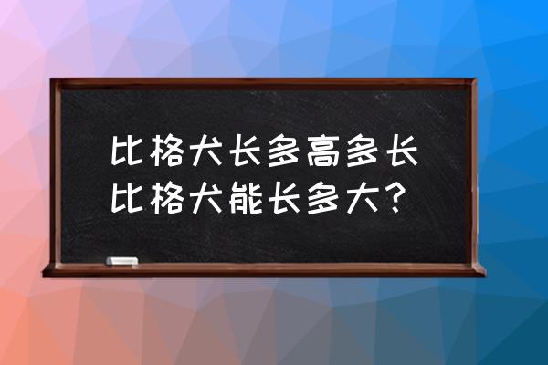 比格犬長多高多長(比格犬能長多大？)