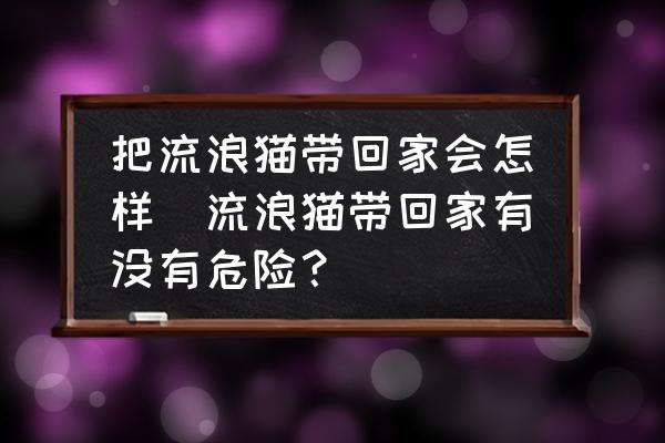把流浪貓帶回家會(huì)怎樣(流浪貓帶回家有沒(méi)有危險(xiǎn)？)
