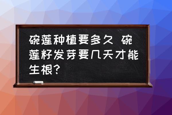 碗蓮種植要多久 碗蓮籽發(fā)芽要幾天才能生根？