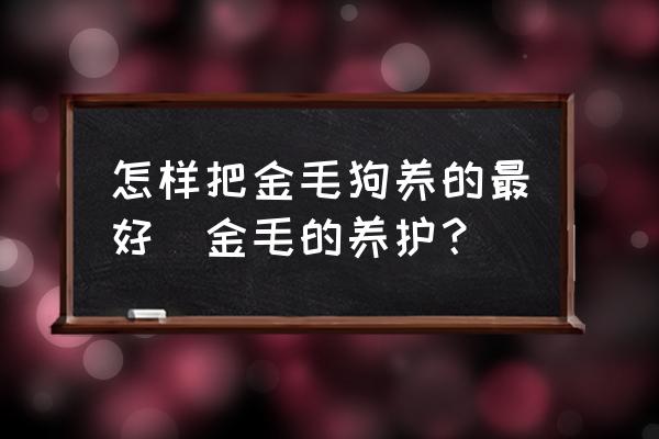 怎樣把金毛狗養(yǎng)的最好(金毛的養(yǎng)護(hù)？)