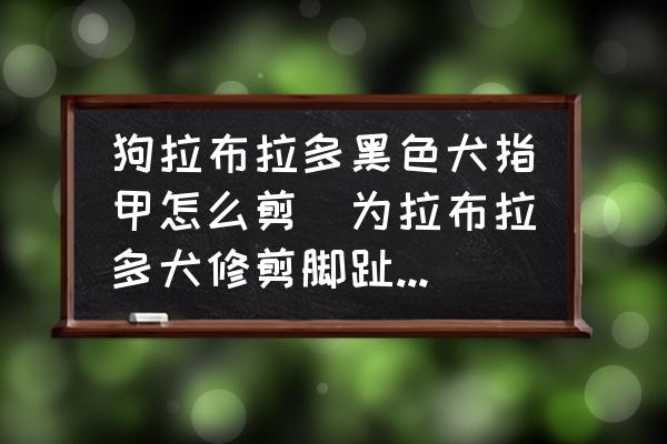 狗拉布拉多黑色犬指甲怎么剪(為拉布拉多犬修剪腳趾甲的正確方法？)
