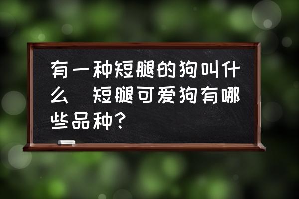 有一種短腿的狗叫什么(短腿可愛狗有哪些品種？)