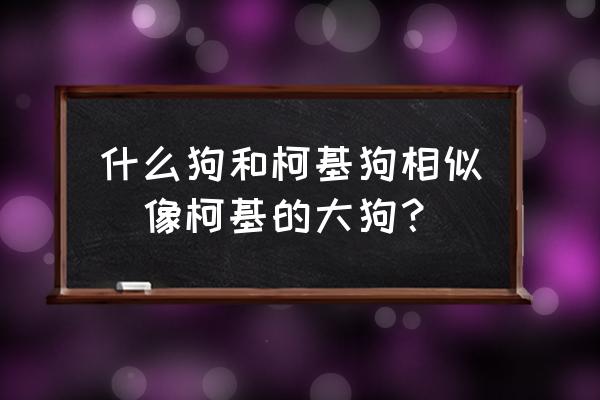 什么狗和柯基狗相似(像柯基的大狗？)