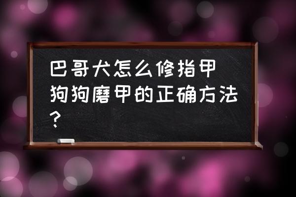 巴哥犬怎么修指甲(狗狗磨甲的正確方法？)