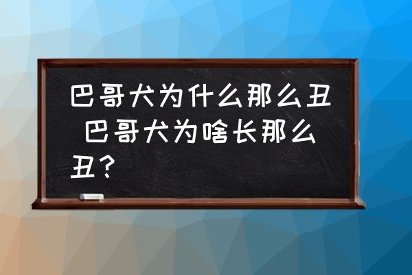 巴哥犬為什么那么丑 巴哥犬為啥長那么丑？