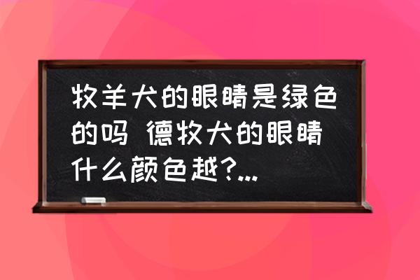牧羊犬的眼睛是綠色的嗎 德牧犬的眼睛什么顏色越?德牧犬的眼睛什么顏？