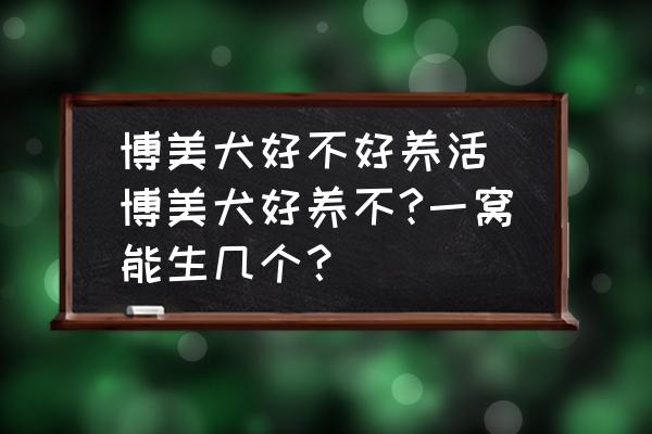博美犬好不好養(yǎng)活 博美犬好養(yǎng)不?一窩能生幾個？