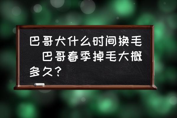 巴哥犬什么時(shí)間換毛(巴哥春季掉毛大概多久？)