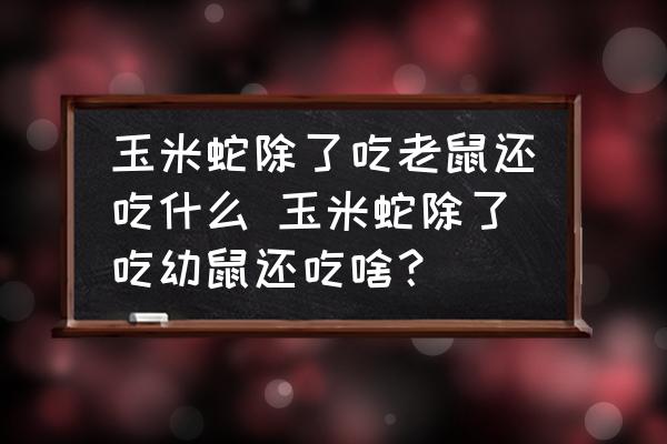 玉米蛇除了吃老鼠還吃什么 玉米蛇除了吃幼鼠還吃啥？